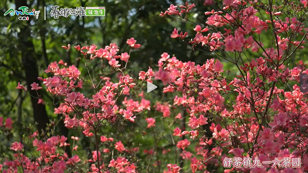 【舒城文旅】舒城的映山紅盛開(kāi)啦，喜歡映山紅的朋友們快去打卡吧